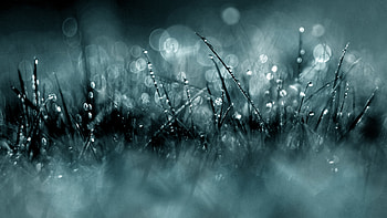 Closeup View Of Grass With Water Drops Bokeh Background Nature HD wallpaper