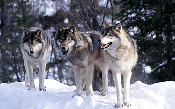 wolf pack, working, small, together, group HD wallpaper