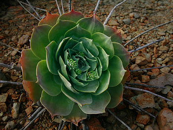 Houseleeks_or_Liveforever, plant, green, houseleeks, nature, liveforever HD wallpaper