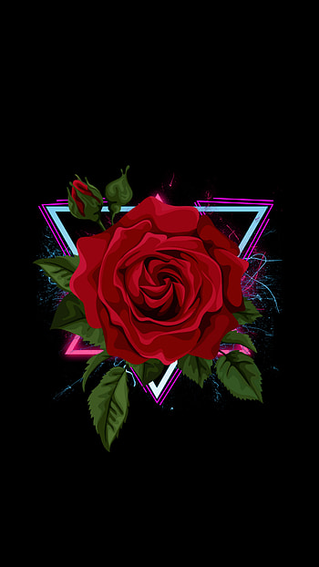 Rose, Amoled, best, wow, flower HD phone wallpaper