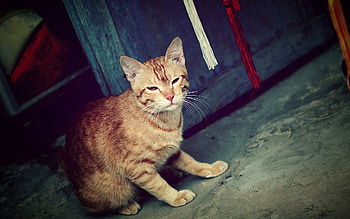 Animals, Cat, Striped, Shadow, Sight, Opinion HD wallpaper