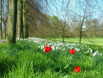 spring park, green, trees, flowers, spring, park HD wallpaper