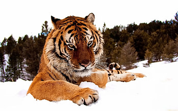 Animals, Tigers HD wallpaper