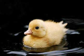 Caring for ducklings, Organic nourishment, Nature's best, Healthy growth HD wallpaper