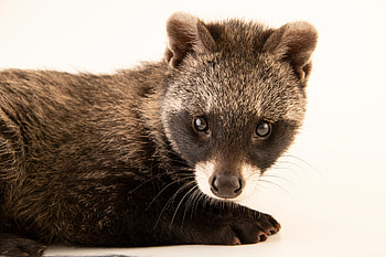 Joel Sartore, Animal portraiture, Civets HD wallpaper