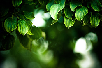 Leaves, Macro, Branches HD wallpaper