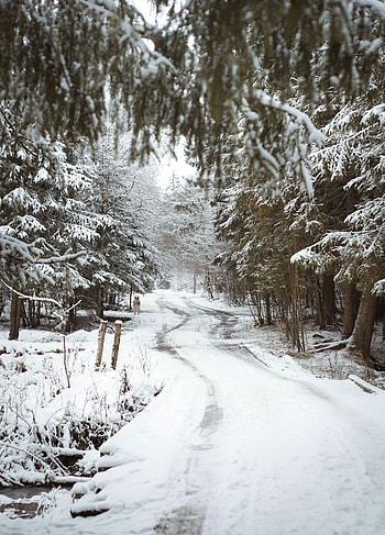 Winter, Nature, Trees, Snow, Road, Dog HD phone wallpaper