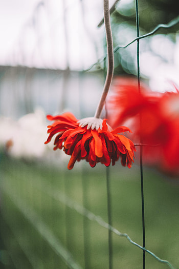 Flowers, Flower, Petals, Gerbera HD phone wallpaper