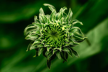 Green flower bud, close up HD wallpaper