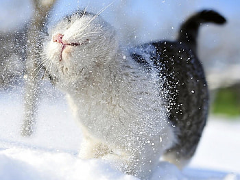 adorable cat in snow, winter, cat, fun, snow HD wallpaper