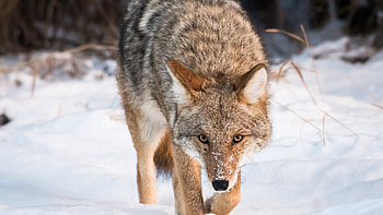 Coyote, Rockin wk, Wild canine, Nature's beauty HD wallpaper