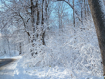 Snow Covered Bush, winter, bush, road, snow HD wallpaper