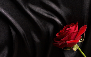Red rose on black silk, rose, black, flower, green, red, texture, silk HD wallpaper