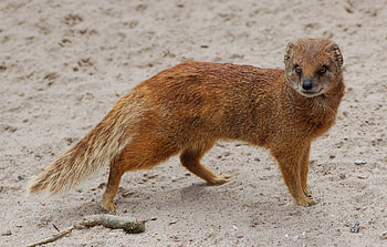 Mongoose, , Exquisite , Animal graphy HD wallpaper