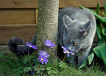 Bluebelles, blue, leaves, bluebelld, cat, flowers, grass, tree HD wallpaper
