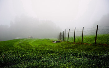Nature, Grass, Summer, Fog, Morning, Fence HD wallpaper