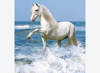 The Beauty Of The Iberian Horse, spanish, andalusian, horses, white, lusitan, portuguese, iberian HD wallpaper