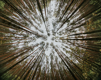 Nature, Trees, Pine, Bottom View HD wallpaper