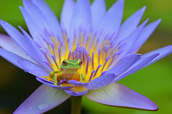 Animals, Lotus, Frog, Amphibian HD wallpaper