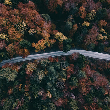 Nature, Trees, View From Above, Top, Road, Forest, Tops HD phone wallpaper