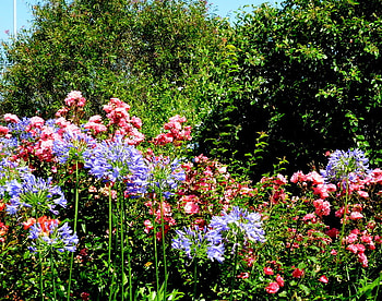 flower garden, garden, nature, flowers, spring HD wallpaper