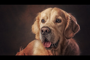 Dog, sweet, animal, dogs, cute, beautiful, puppys, puppy, pretty, animals, lovely HD wallpaper