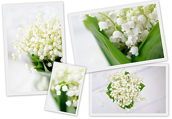 For My Dear Friend CroZg, still life, flowers, friend, collage, lily HD wallpaper