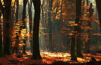 Pan's Domain, landscape, trees, autumn leaves, sun rays HD wallpaper