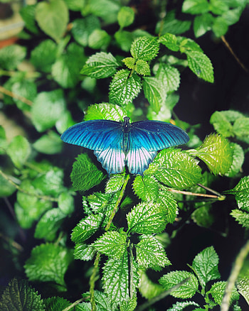 Macro, Butterfly, Foliage HD phone wallpaper