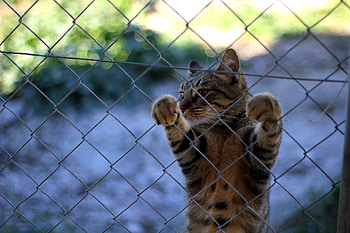 Animals, Cat, Fence, Paws, To Stand, Stand HD wallpaper