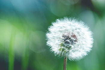 macro HD wallpaper