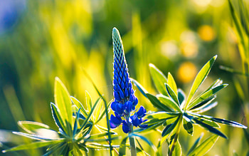 Lupine, blue, nature, flower HD wallpaper