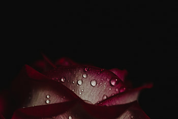 Drops, Dark, Rose Flower, Rose, Petals, Dark Background HD wallpaper