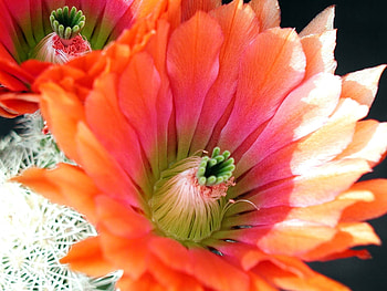 Flower, Macro, Petals, Cactus HD wallpaper