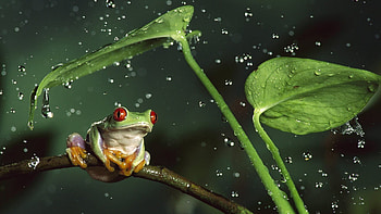 frog , Clear and vibrant, High-definition detail, -worthy HD wallpaper