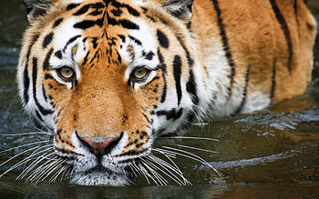 Animals, Tigers HD wallpaper
