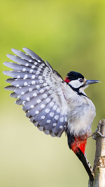 Bird mobile , Avian elegance, Nature's adornment, Mobile beauty HD phone wallpaper