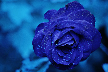 Blue Rose , rose, blue, flowers HD wallpaper