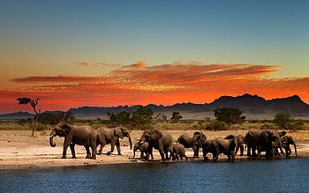 African safari beauty, Wildlife spectacles, Captivating landscapes, Safari adventures HD wallpaper