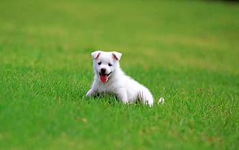 Summer , Animal , background, Cute animals HD wallpaper