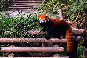 Animals, Leaves, Structure, Stairs, Ladder, Climb, Red Panda HD wallpaper