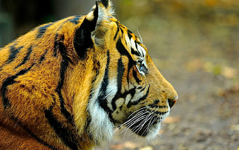 Animals, Muzzle, Spotted, Spotty, Predator, Big Cat, Tiger HD wallpaper