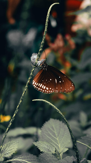 Animals, Leaves, Pattern, Beautiful, Butterfly, Wings HD phone wallpaper