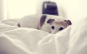 Animals, To Lie Down, Lie, Dog, Bed, Cold HD wallpaper