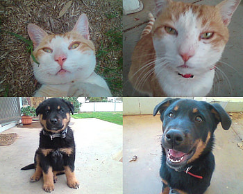 sunny and sav, dogs, cats, abstract, peacefull HD wallpaper