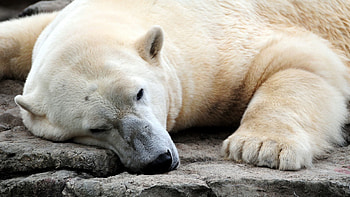 Animals, Fat, Thick, Polar Bear, Resting HD wallpaper
