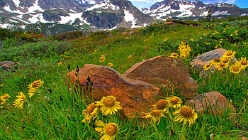 Wildflowers, Indian Peaks Wilderness, Colorado, stones, blossoms, landscape, meadow, mountains, rocks, usa HD wallpaper