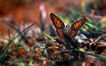 Butterflies, Insects HD wallpaper