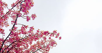 Beautiful cherry blossoms in full bloom under a clear spring sky. HD wallpaper