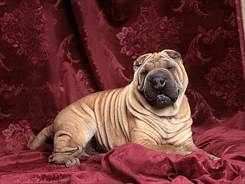Animals, Dogs HD wallpaper